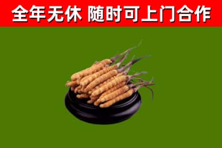 黔西南回收散虫草